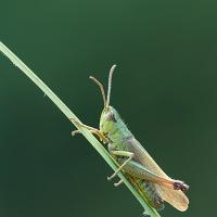 Common Meadow Grasshopper 
